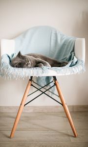 Preview wallpaper cat, animal, relax, chair, pet