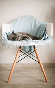 Preview wallpaper cat, animal, relax, chair, pet