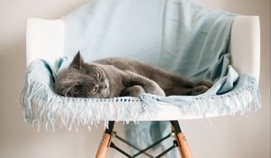 Preview wallpaper cat, animal, relax, chair, pet