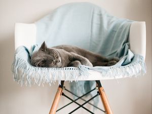 Preview wallpaper cat, animal, relax, chair, pet