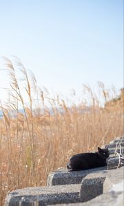 Preview wallpaper cat, animal, stones, reeds, grass, field