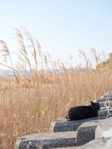 Preview wallpaper cat, animal, stones, reeds, grass, field