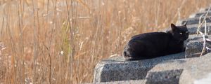 Preview wallpaper cat, animal, stones, reeds, grass, field