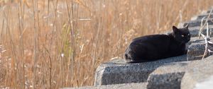 Preview wallpaper cat, animal, stones, reeds, grass, field