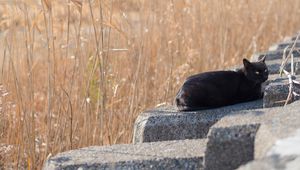 Preview wallpaper cat, animal, stones, reeds, grass, field