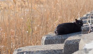 Preview wallpaper cat, animal, stones, reeds, grass, field