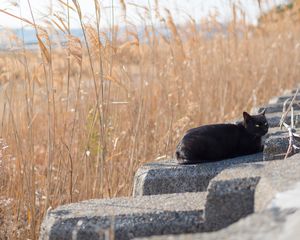 Preview wallpaper cat, animal, stones, reeds, grass, field