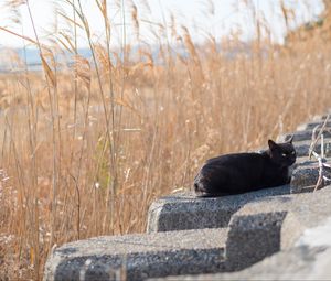 Preview wallpaper cat, animal, stones, reeds, grass, field