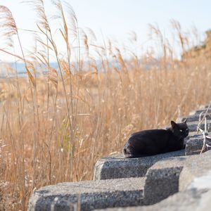 Preview wallpaper cat, animal, stones, reeds, grass, field