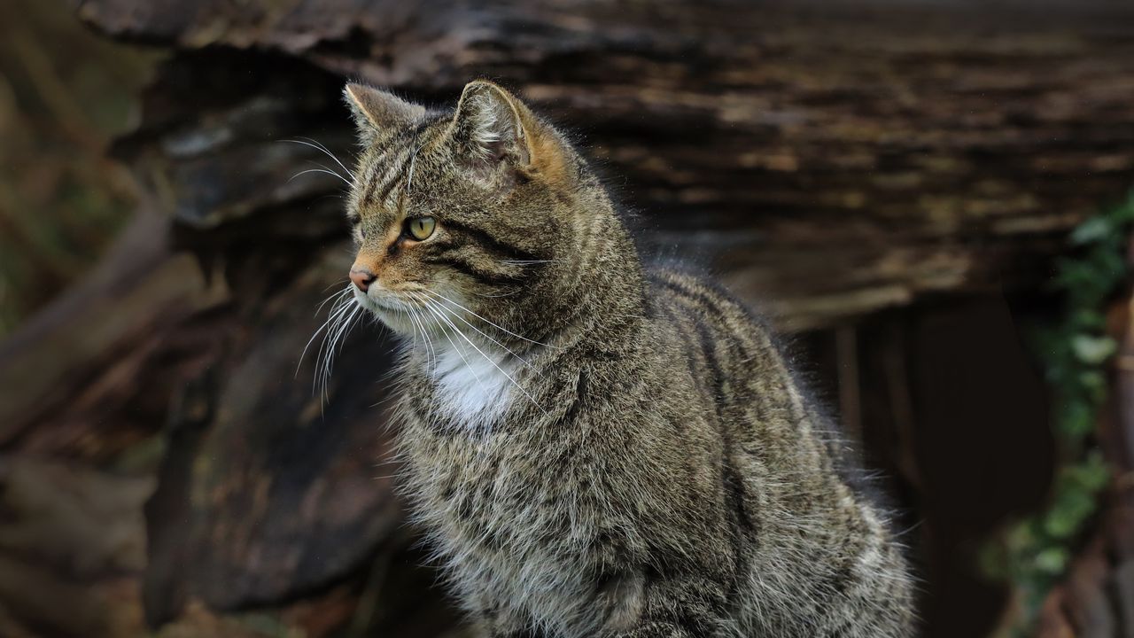 Wallpaper cat, animal, striped, nature