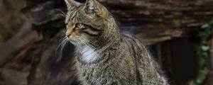 Preview wallpaper cat, animal, striped, nature