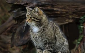 Preview wallpaper cat, animal, striped, nature