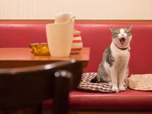 Preview wallpaper cat, animal, yawn, funny, cool