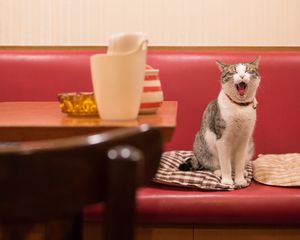 Preview wallpaper cat, animal, yawn, funny, cool
