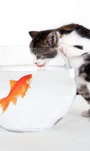 Preview wallpaper cat, aquarium, fish, curiosity