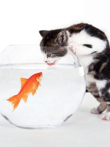 Preview wallpaper cat, aquarium, fish, curiosity