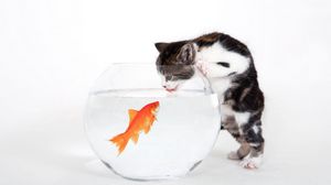 Preview wallpaper cat, aquarium, fish, curiosity