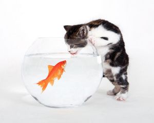 Preview wallpaper cat, aquarium, fish, curiosity