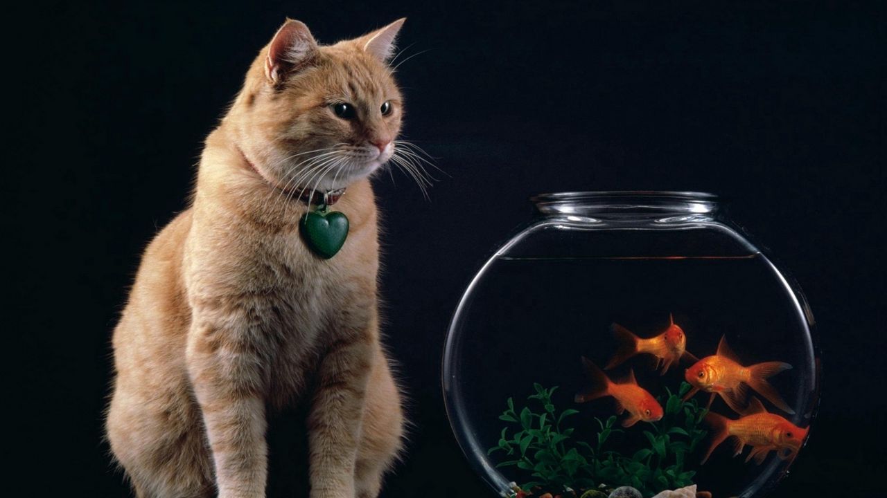 Wallpaper cat, aquarium, fish, suspension