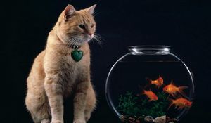 Preview wallpaper cat, aquarium, fish, suspension
