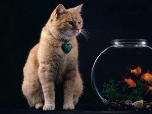 Preview wallpaper cat, aquarium, fish, suspension