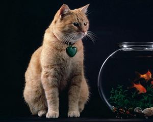 Preview wallpaper cat, aquarium, fish, suspension