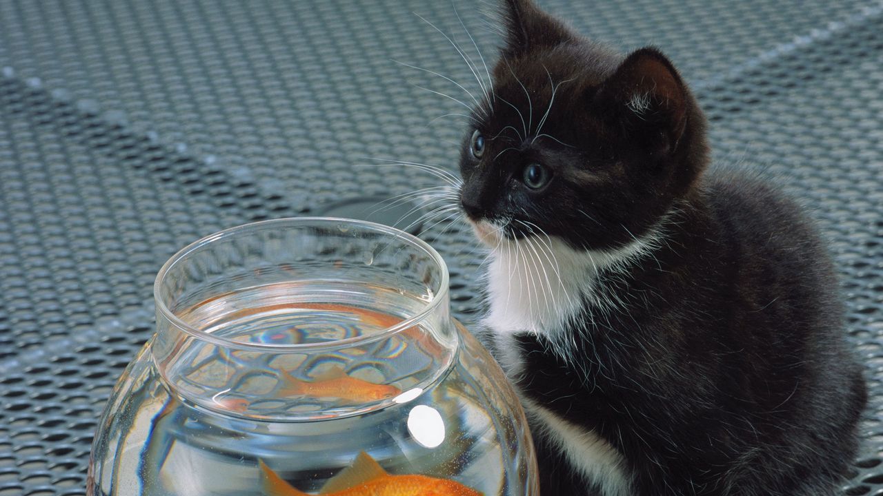 Wallpaper cat, aquarium, fish, black, white