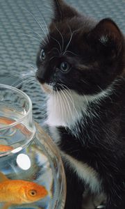 Preview wallpaper cat, aquarium, fish, black, white