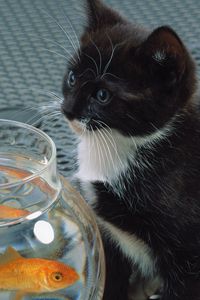 Preview wallpaper cat, aquarium, fish, black, white