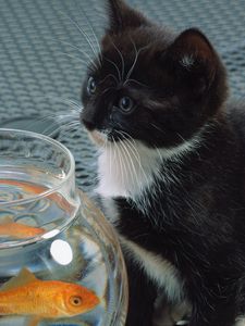 Preview wallpaper cat, aquarium, fish, black, white