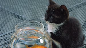 Preview wallpaper cat, aquarium, fish, black, white