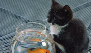 Preview wallpaper cat, aquarium, fish, black, white