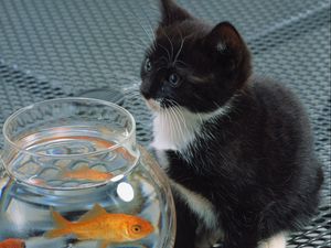 Preview wallpaper cat, aquarium, fish, black, white