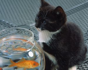 Preview wallpaper cat, aquarium, fish, black, white