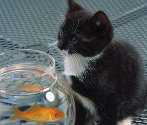 Preview wallpaper cat, aquarium, fish, black, white