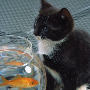 Preview wallpaper cat, aquarium, fish, black, white