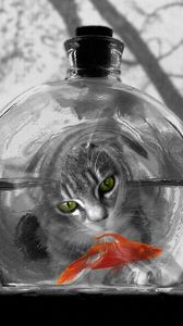 Preview wallpaper cat, aquarium, fish