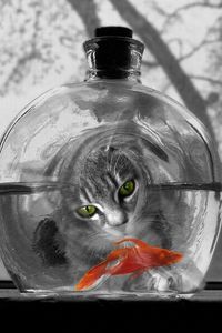 Preview wallpaper cat, aquarium, fish