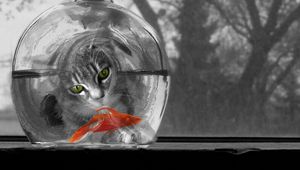 Preview wallpaper cat, aquarium, fish