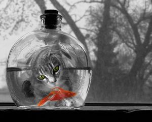 Preview wallpaper cat, aquarium, fish