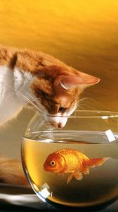 Preview wallpaper cat, aquarium, fish