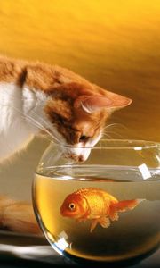 Preview wallpaper cat, aquarium, fish