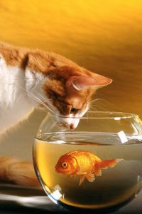 Preview wallpaper cat, aquarium, fish