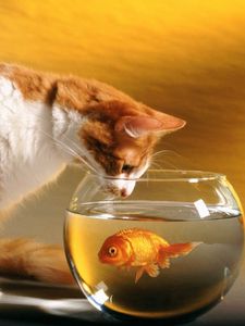 Preview wallpaper cat, aquarium, fish