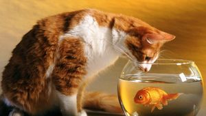 Preview wallpaper cat, aquarium, fish