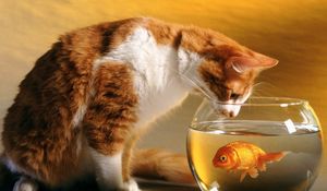 Preview wallpaper cat, aquarium, fish