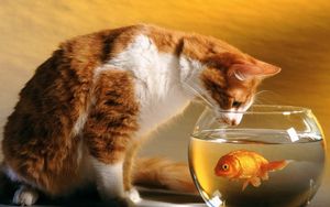 Preview wallpaper cat, aquarium, fish