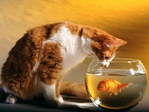 Preview wallpaper cat, aquarium, fish