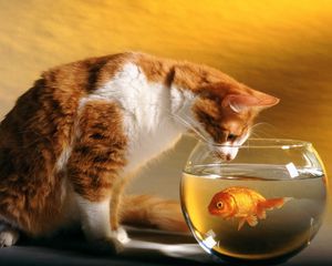 Preview wallpaper cat, aquarium, fish