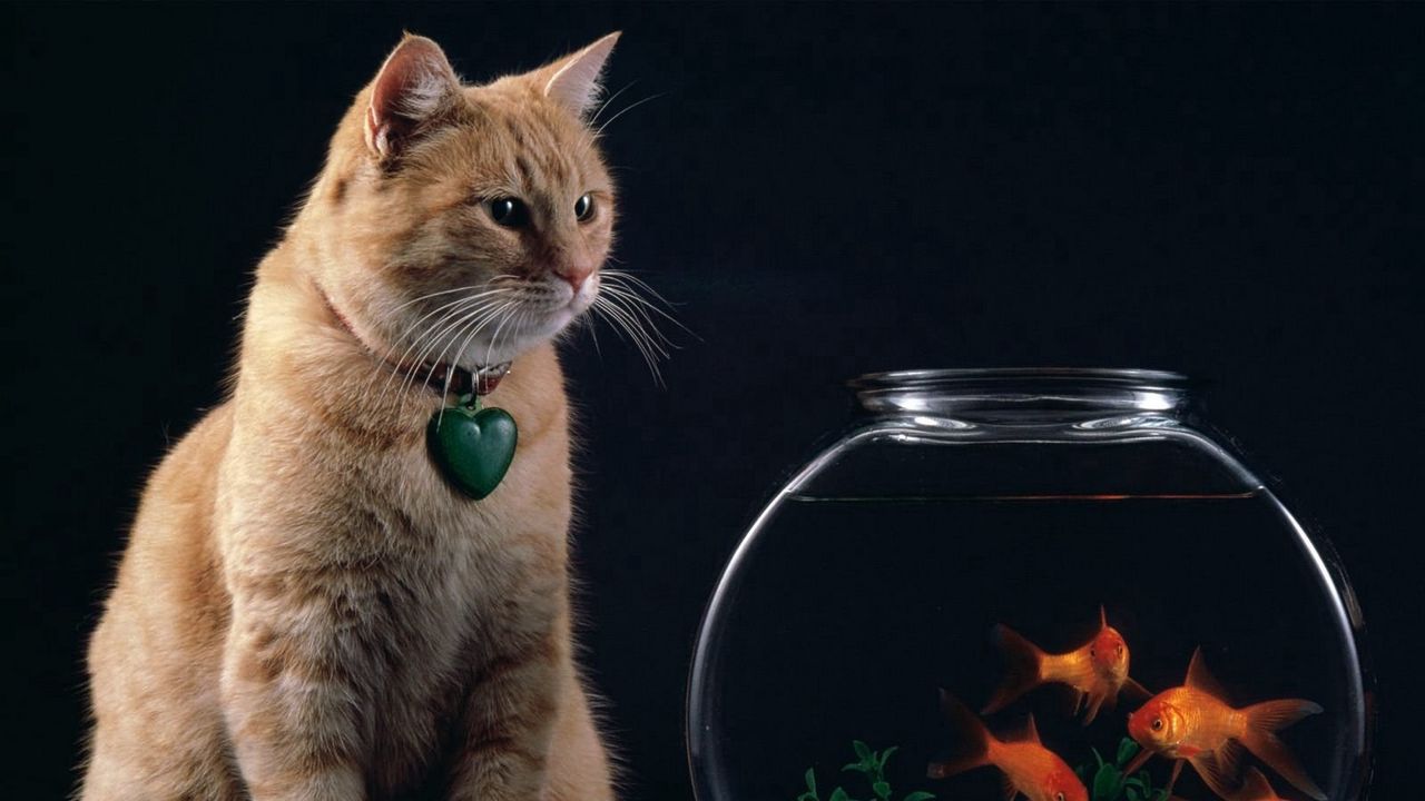 Wallpaper cat, aquarium, fish